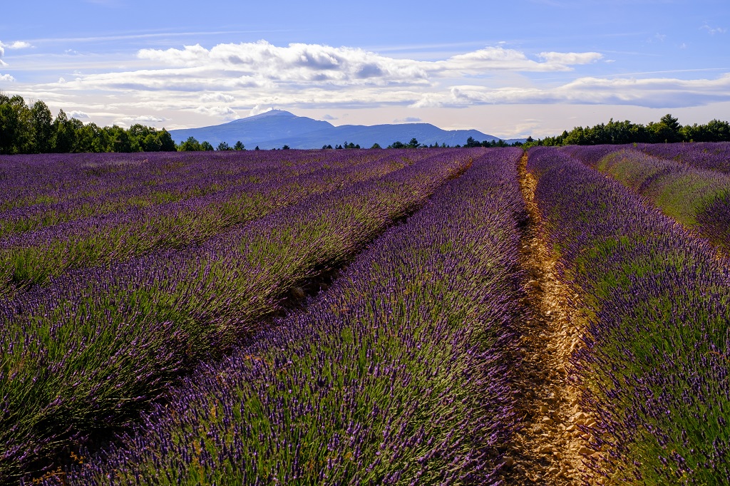 tourisme en Provence - Mont Ventoux